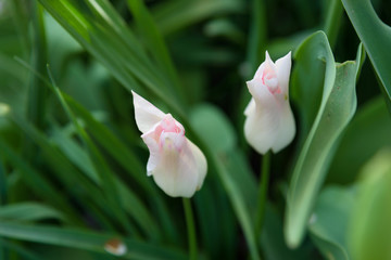 Close-up of pink white tulips
