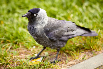 Серая галка на земле