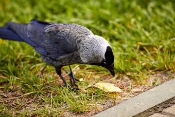 Obraz premium Серая галка на земле