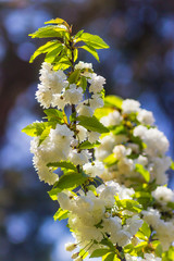 beautiful blossoming branch with white cherry blossom Japanese cherry