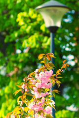 beautiful blossoming branch of Japanese cherry blossoms in the Park