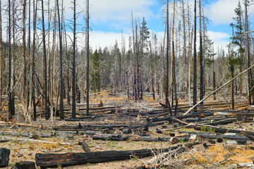 Dead trees in burned forest years after the big fire in Central Oregon on the trail near Three Creek Lake. USA Pacific Northwest.