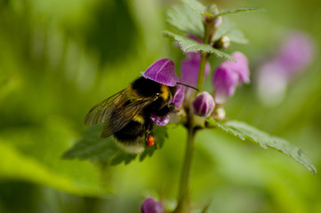 Hummel