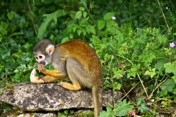 Squirrel monkey (Saimiri), eating an egg. La Vallée des Singes, France.
