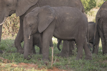 Fototapeta premium Young Elephant, Tarangire