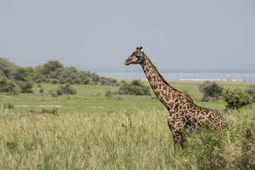 Giraffe and Lake Manyara