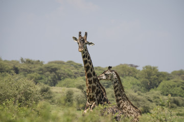 Giraffes, Lake Manyara National Park