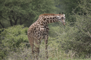 Giraffe, Lake Manyara National Park