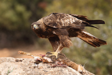 young male of golden eagle