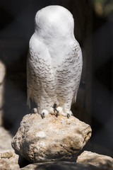 White owl with head turned completely to back perched on a rock, highlighted by sun