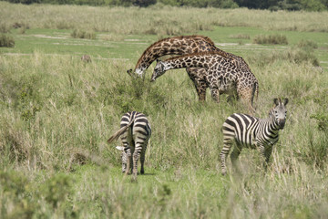 Two Giraffes and Two Zebras