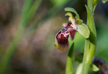 Ophrys kotschyi wild orchid  flower