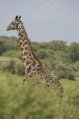 Naklejka na ściany i meble Giraffe near Lake Manyara, Africa