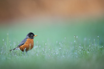 An American Robin stands in tall grass as it searches for food on a spring afternoon.
