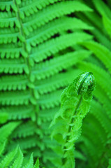 Juicy leaves of fern