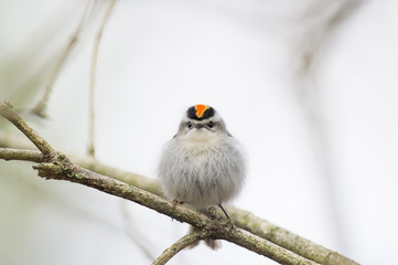 A Golden-crowned Kinglet perches on a branch in front of a white background showing off his colorful red and yellow crown.