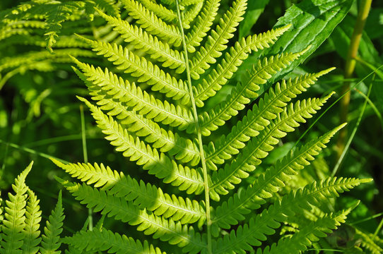 Juicy leaves of fern