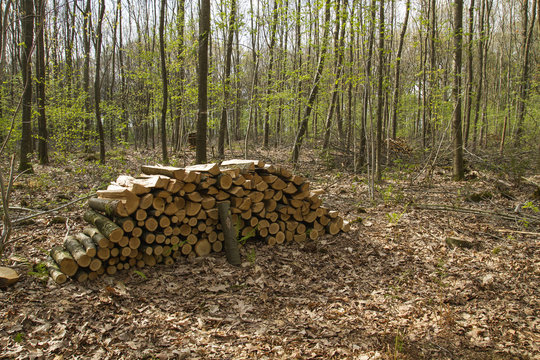 wood explotation