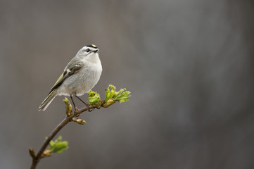 A Golden-crowned Kinglet perches on a branch with fresh spring growth showing bright green leaves with a smooth brown background.