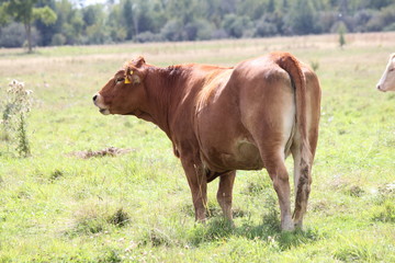 Cow standing in a large pasture of green grass in late summer  
