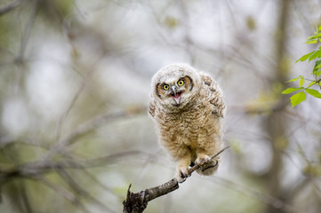 A young Great-horned Owlet calls out while perched on an open branch in the soft morning light.