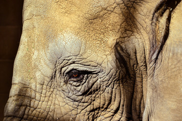 Obraz premium Close-up of an elephant