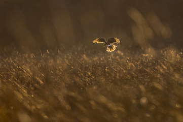 A Northern Harrier hovers in the golden evening sunlight in a large open field while hunting for a meal.