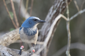 A curious Florida Scrub Jay searches for food along the low brush and ground in the soft evening light.