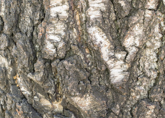 Natural Relief and Rough Bark Texture of Old Birch