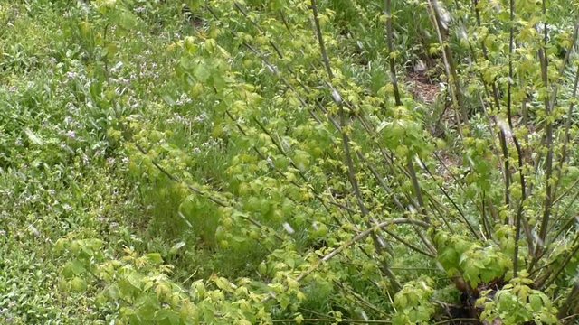Ukraine. Dnipro. Anomaly, snow in late spring. Snow falls on green fresh leaves on the tree. Slow motion