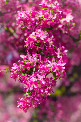 Fototapeta premium densely blooming branch pink cherry blossom, Japanese cherry