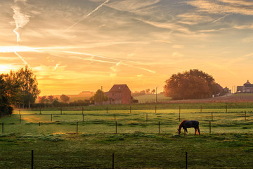 Horse grazing on foggy morning at sunrise (Kortenaken, Belgium) - obrazy, fototapety, plakaty