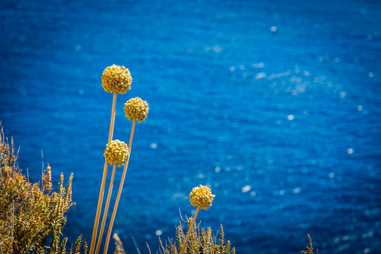 Bloom near the sea