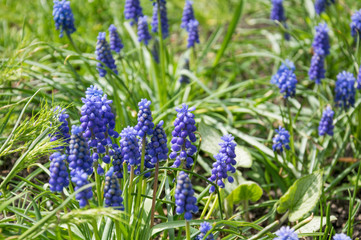 Naklejka premium Солнечный весенний сад. Живописные дикие гиацинты