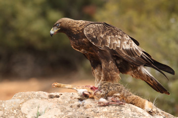 young male of golden eagle