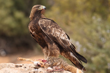 young male of golden eagle