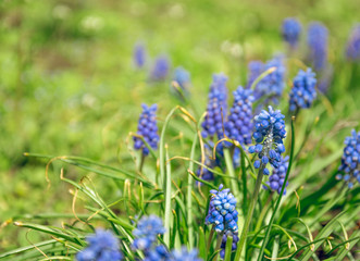 Дикий гиацинт в весеннем саду