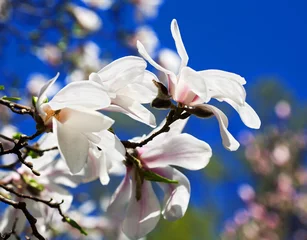 Keuken foto achterwand Magnolia fowers of white magnolia against the blue sky