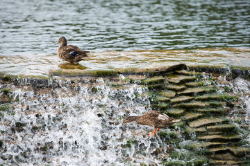 Two ducks sitting on rocks in the water