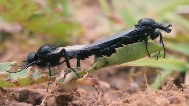 St. Mark's Flies (Bibio marci) mating. Hairy black flies in the family Bibionidae in cop, aka hawthorn fly