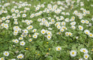 Beautiful white daisy flower background. Bright chamomiles , camomiles meadow. Summer in the garden. Selective focus