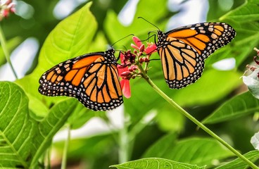 Pareja de mariposas monarca posadas en una flor