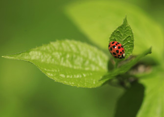 red ladybug on green leaf