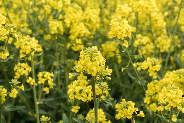 Rapsfeld in schönem Gelb