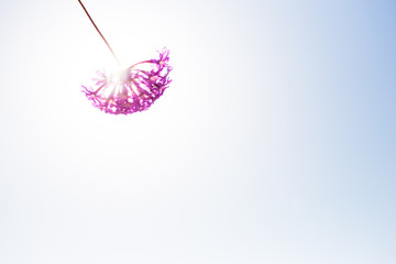 Purple, pink flower on the sky  background