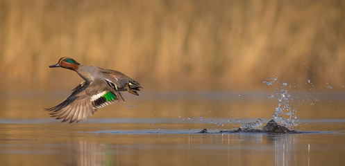 Eurasian Teal - Anas crecca