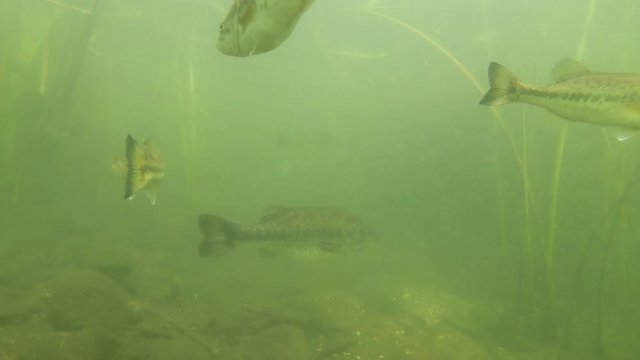 School of Largemouth Bass Swimming Through Reeds