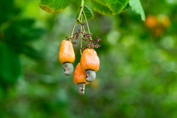 Cashew nuts grow on a tree branch. Cashew nuts (Anacardium occidentale) and leaves in a garden in Prachuap Khiri Khan city, Thailand