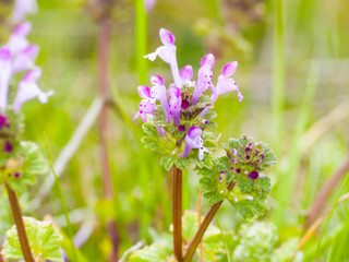 Lamium amplexicaule - Henbit on blooming on a meadow
