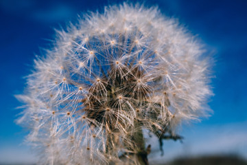 Fototapeta premium dandelion on blue sky